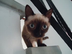 alien kitten in slovenia