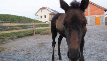 new foal at lipizzaner lodge in slovenia