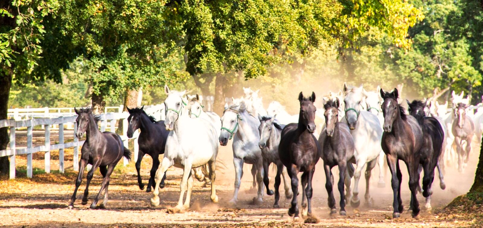 10lipizzaners_running